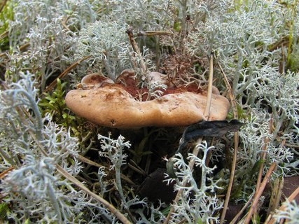 Hydnellum ferrugineum