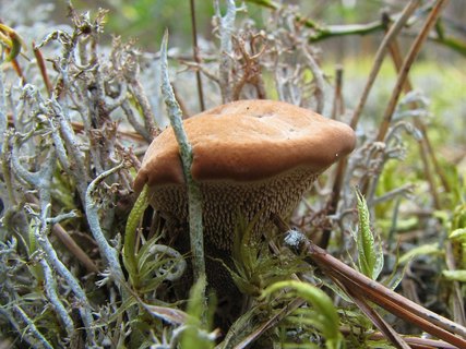 Hydnellum ferrugineum