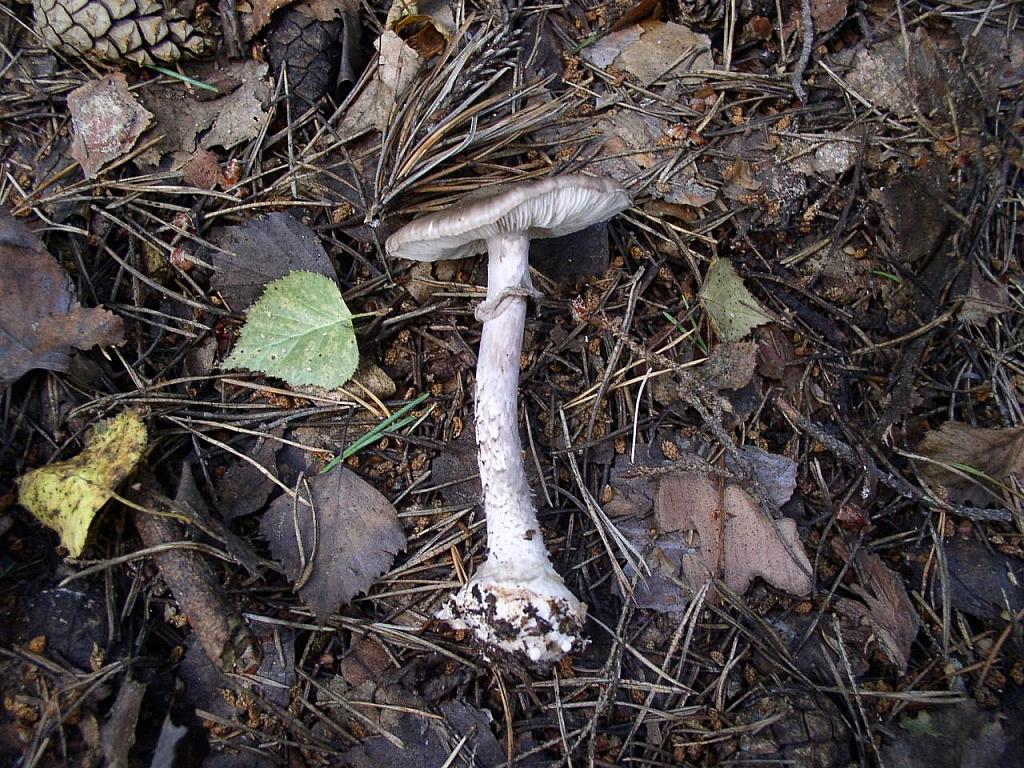 Amanita porphyiria