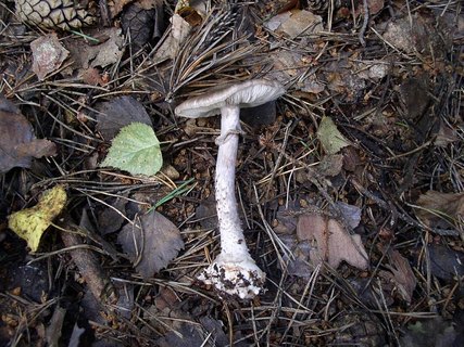 Amanita porphyiria