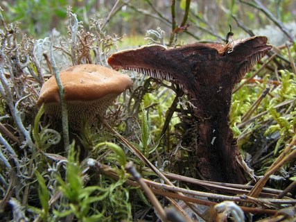 Hydnellum ferrugineum