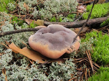 Hydnellum ferrugineum