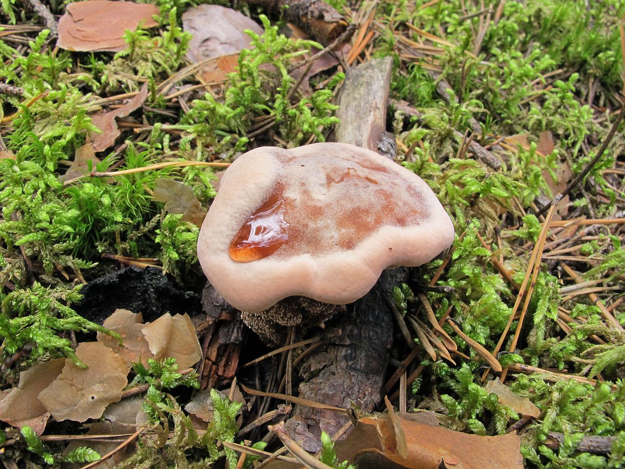 Hydnellum ferrugineum