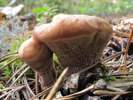 Hydnellum ferrugineum