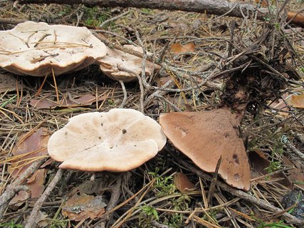 Hydnellum ferrugineum