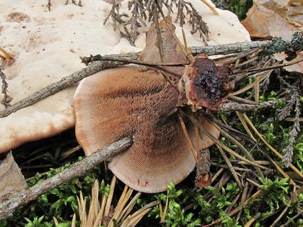 Hydnellum ferrugineum