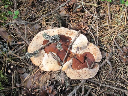 Hydnellum ferrugineum