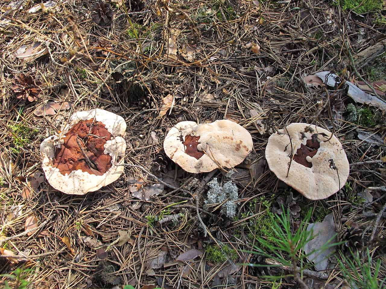 Hydnellum ferrugineum
