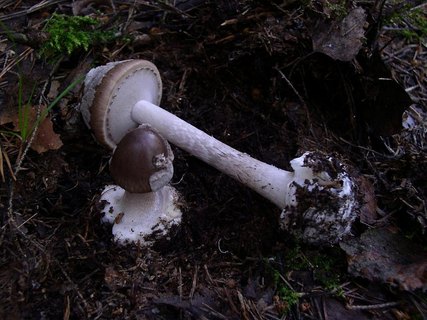 Amanita porphyiria