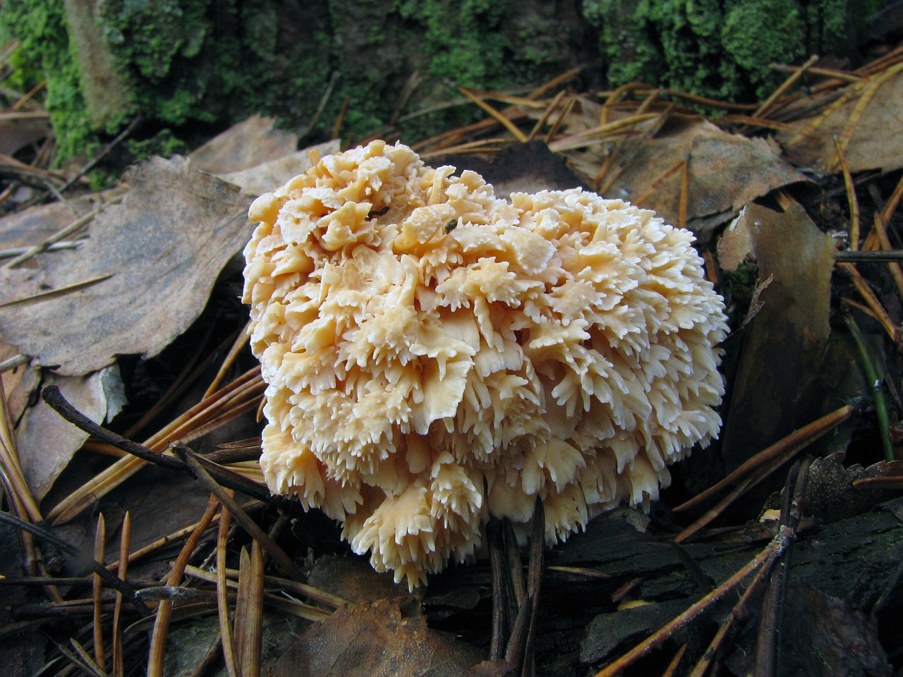 Hydnum repandum - кристатная форма