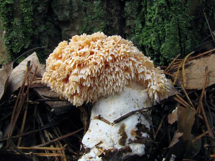 Hydnum repandum - кристатная форма