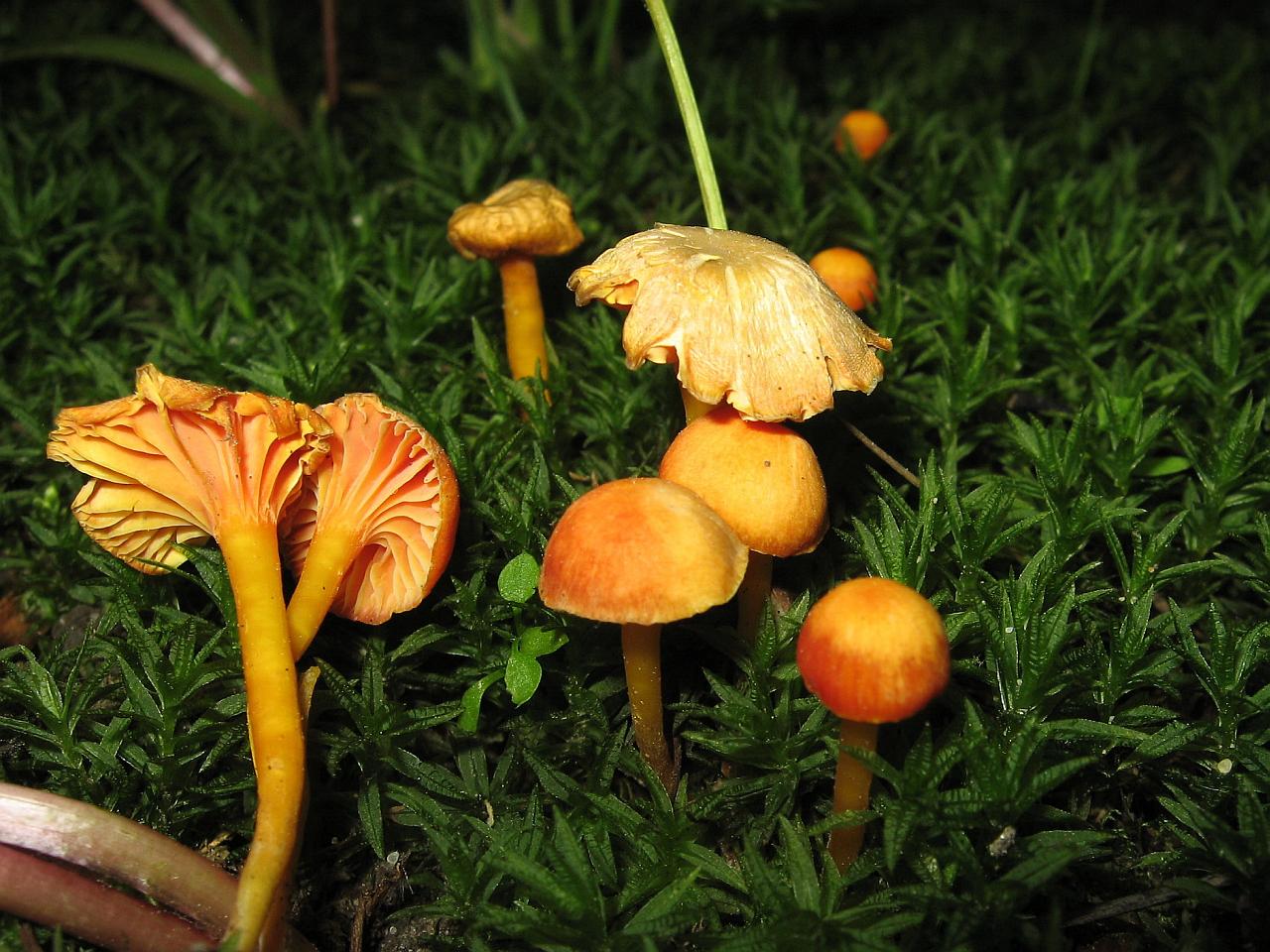 Hygrocybe cantharellus