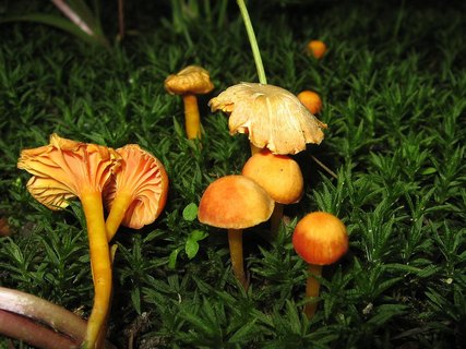 Hygrocybe cantharellus
