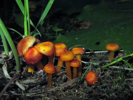 Hygrocybe cantharellus