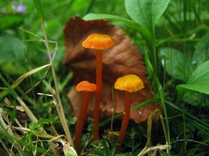 Hygrocybe cantharellus