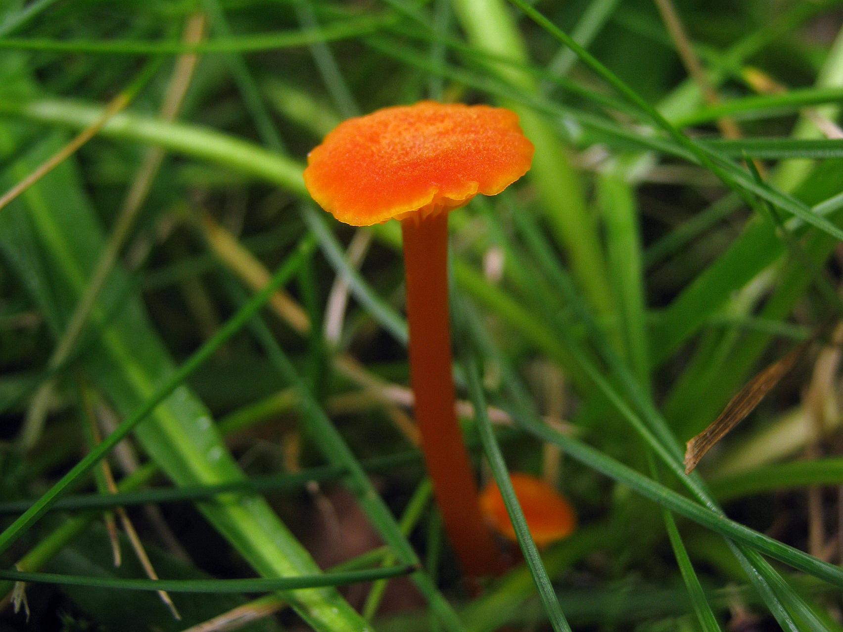 Hygrocybe cantharellus