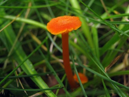 Hygrocybe cantharellus