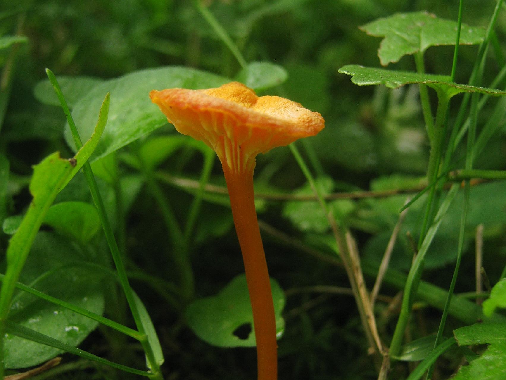 Hygrocybe cantharellus