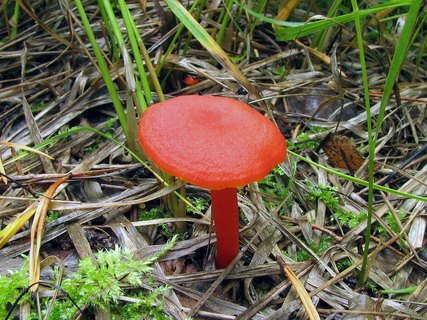 Hygrocybe coccinea