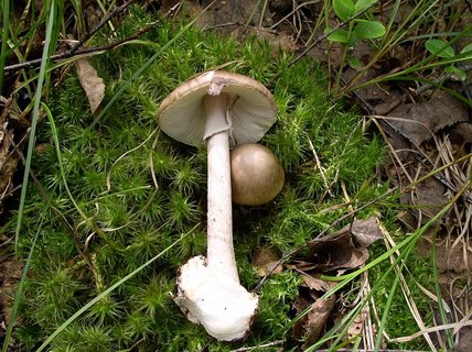 Amanita porphyiria