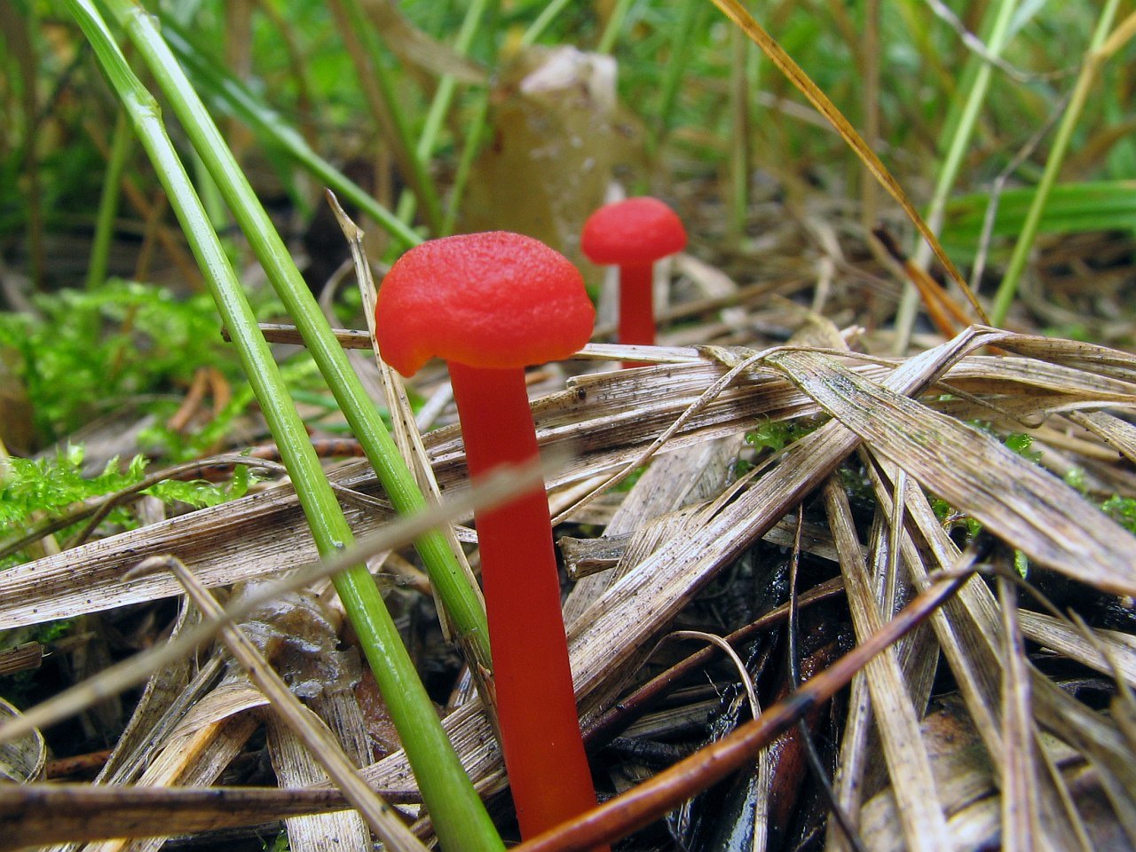 Hygrocybe coccinea