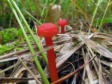 Hygrocybe coccinea
