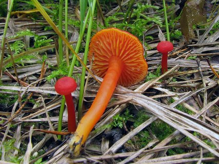 Hygrocybe coccinea