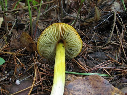 Hygrocybe conica