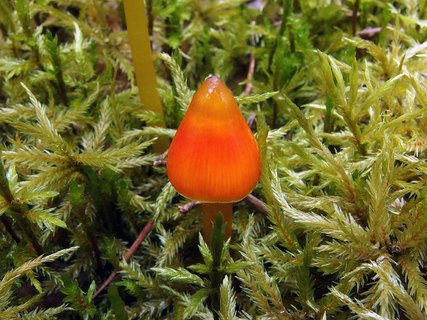 Hygrocybe conica
