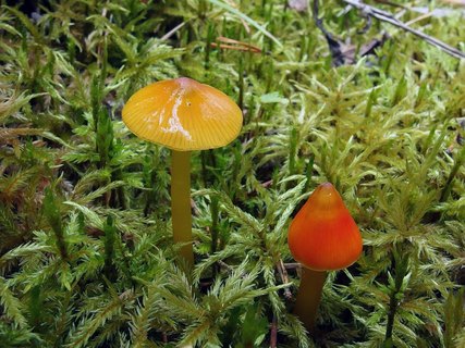 Hygrocybe conica