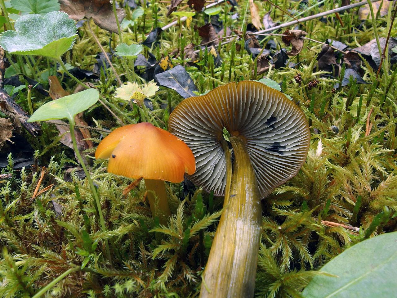 Hygrocybe conica