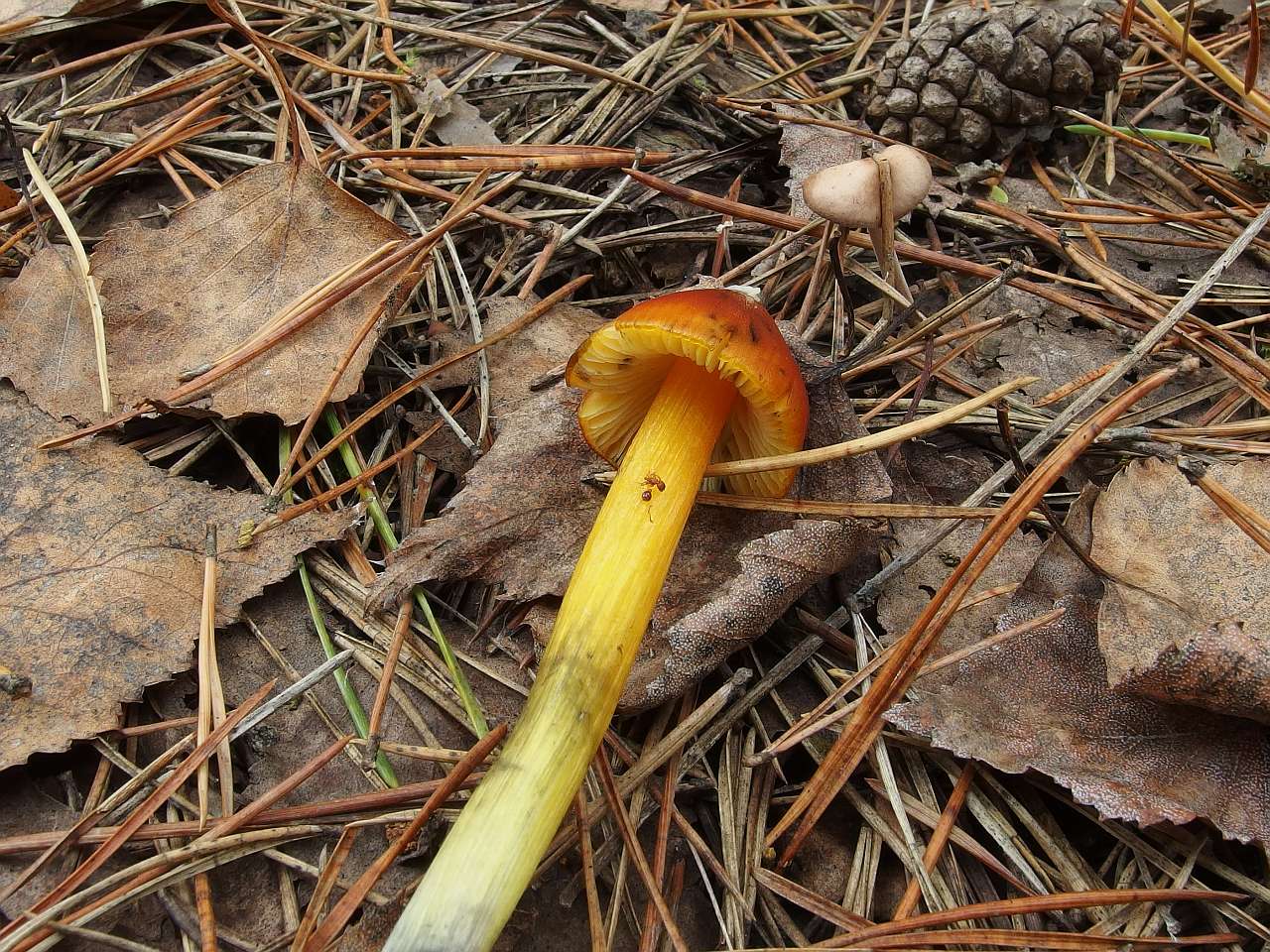 Hygrocybe conica