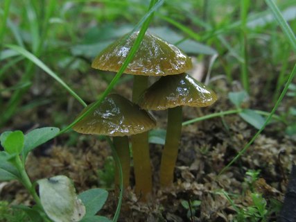 Gliophorus psittacinus