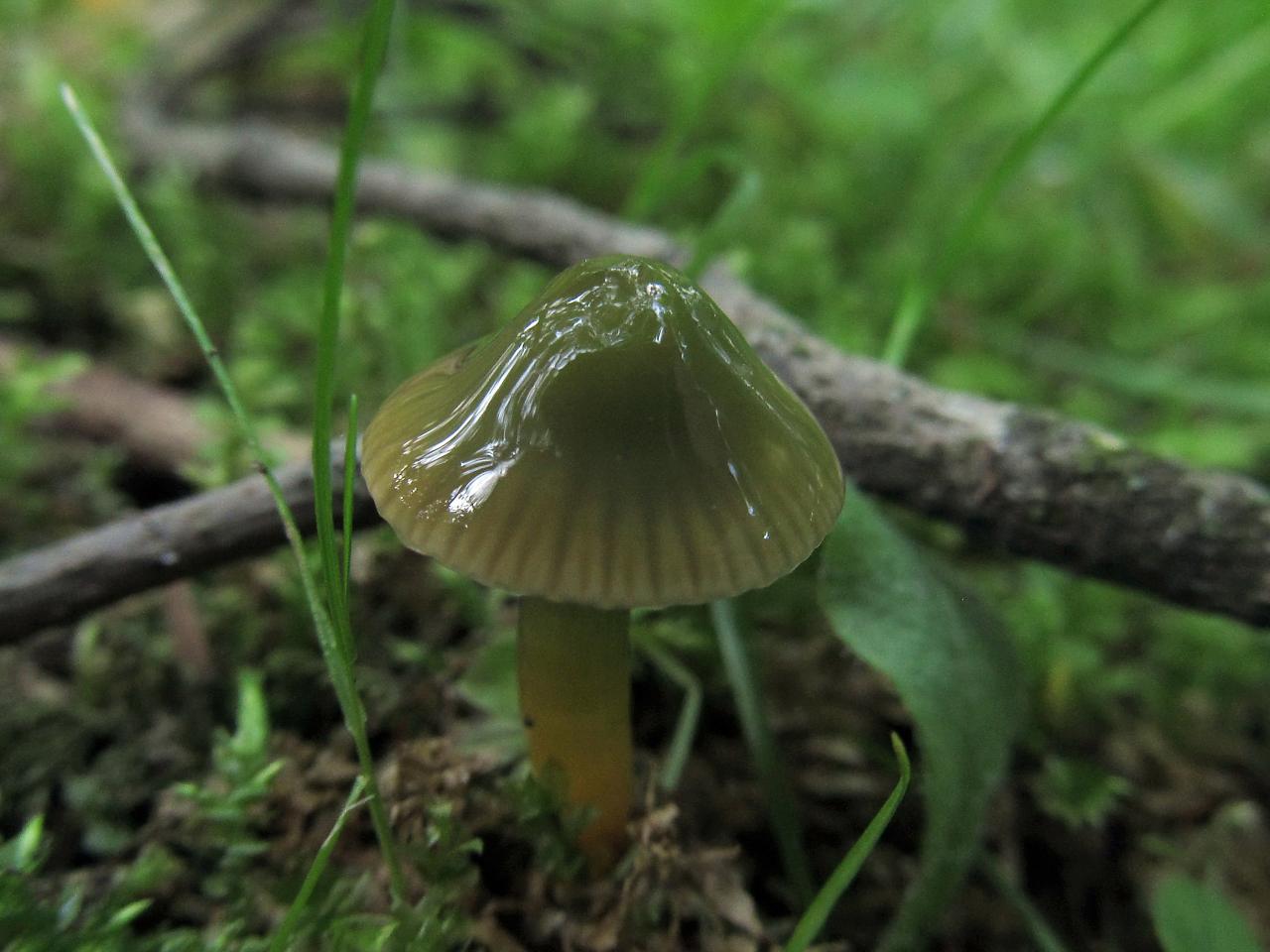 Gliophorus psittacinus
