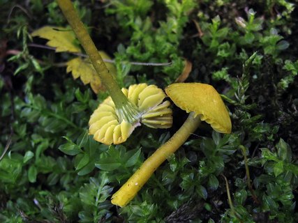 Gliophorus psittacinus
