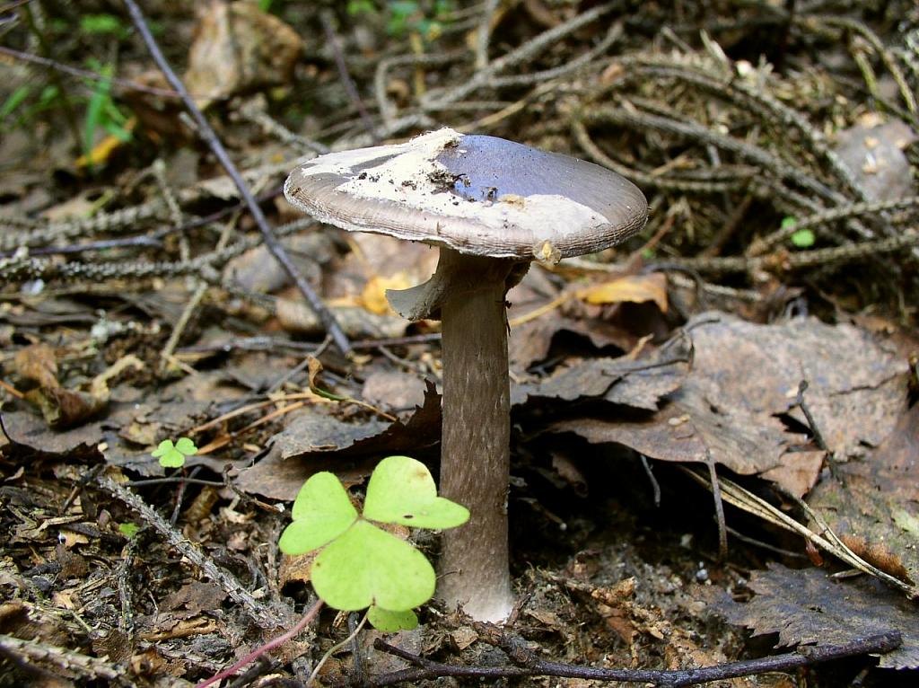 Amanita porphyiria