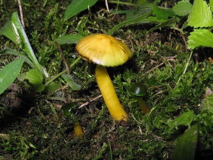 Gliophorus psittacinus