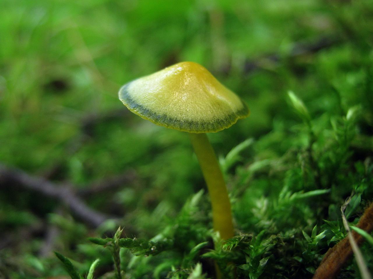 Gliophorus psittacinus