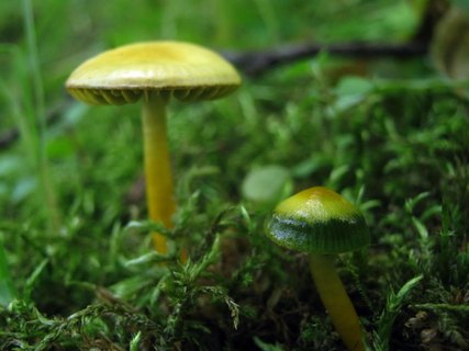 Gliophorus psittacinus