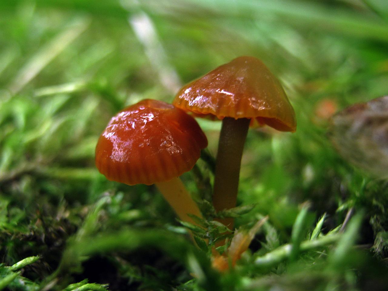Gliophorus psittacinus
