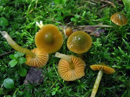 Gliophorus psittacinus