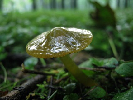 Gliophorus psittacinus