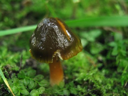 Gliophorus psittacinus