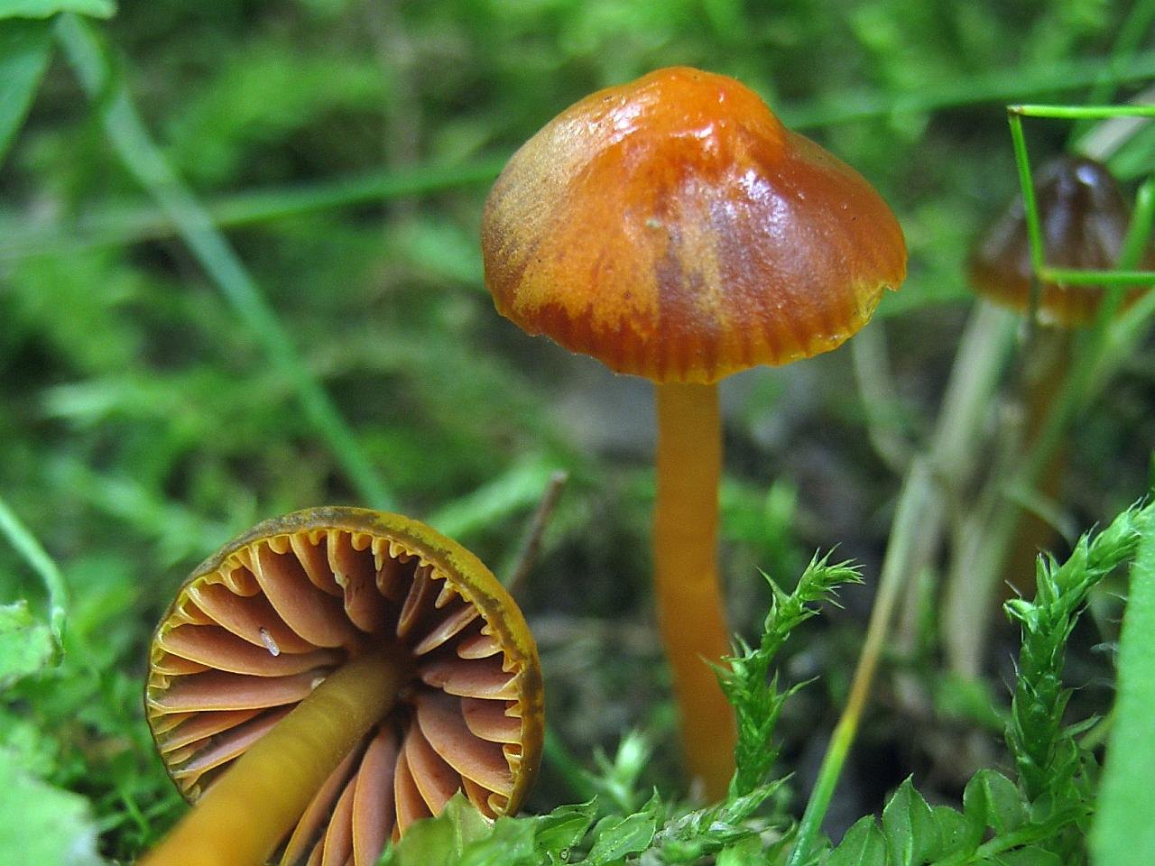 Gliophorus psittacinus