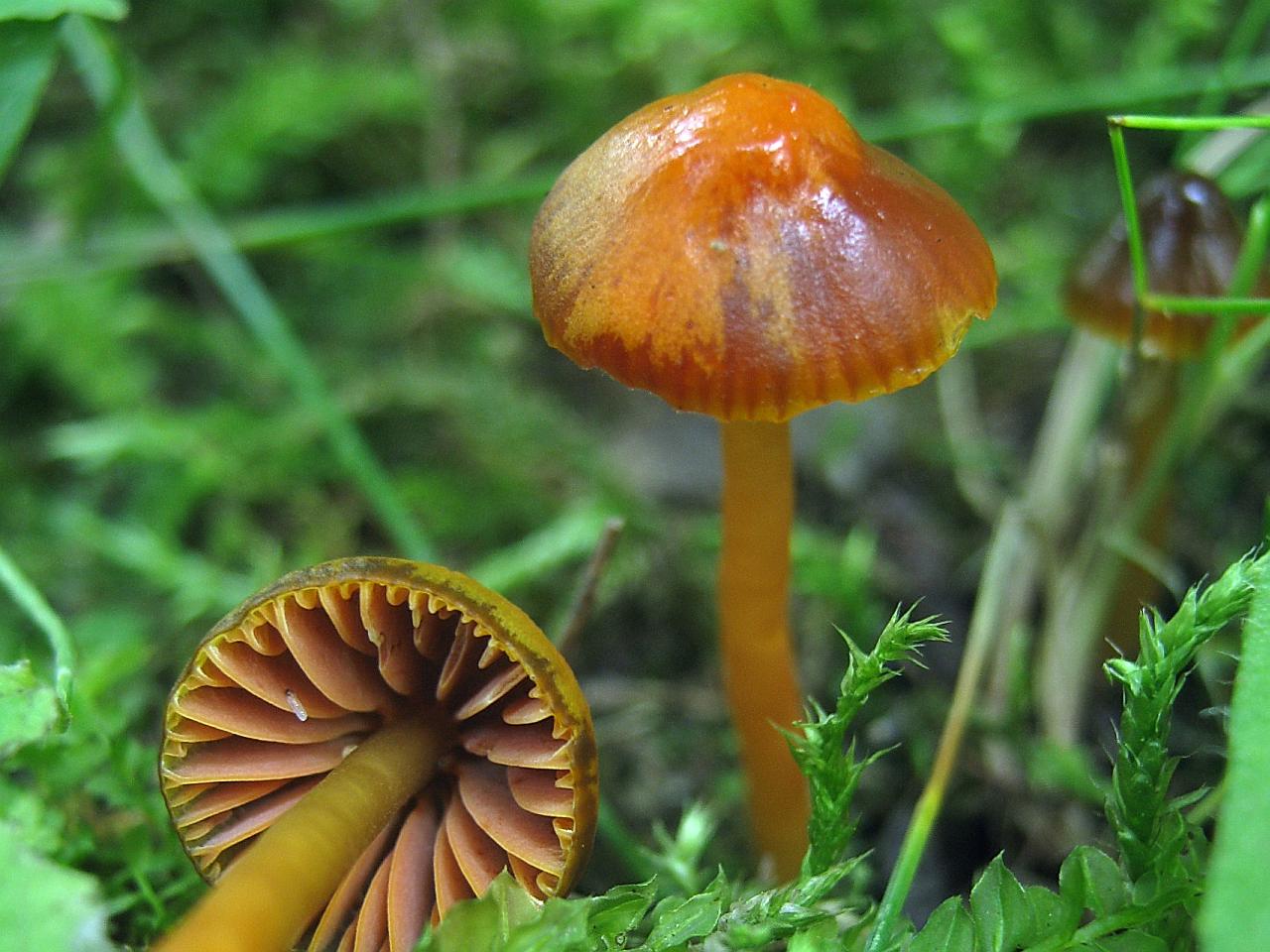 Gliophorus psittacinus