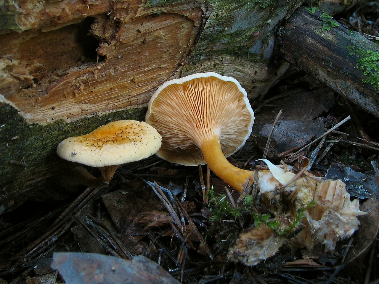 Hygrophoropsis